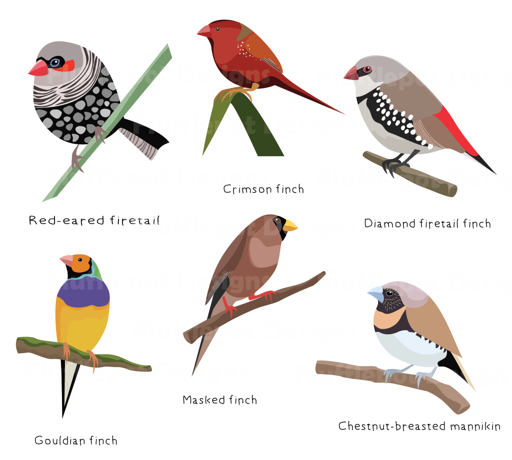 6 types of australian finches, including red-eared firetail, crimson finch, gouldian finch, masked finch, chestnut-breasted mannkin and diamon firetail finch