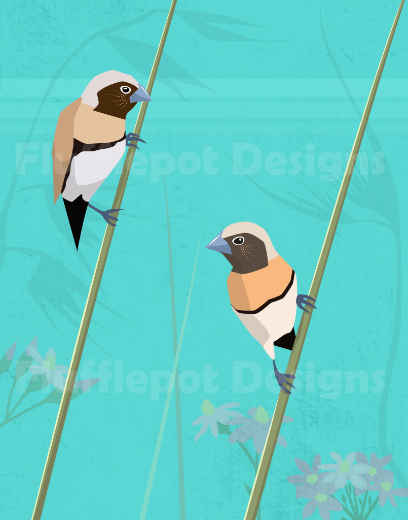 chestnut breasted mannkins vector art print